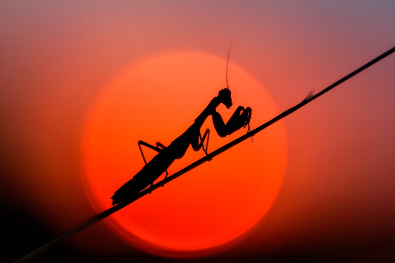 Florentina Răfăilă - călugărița la apus.jpg